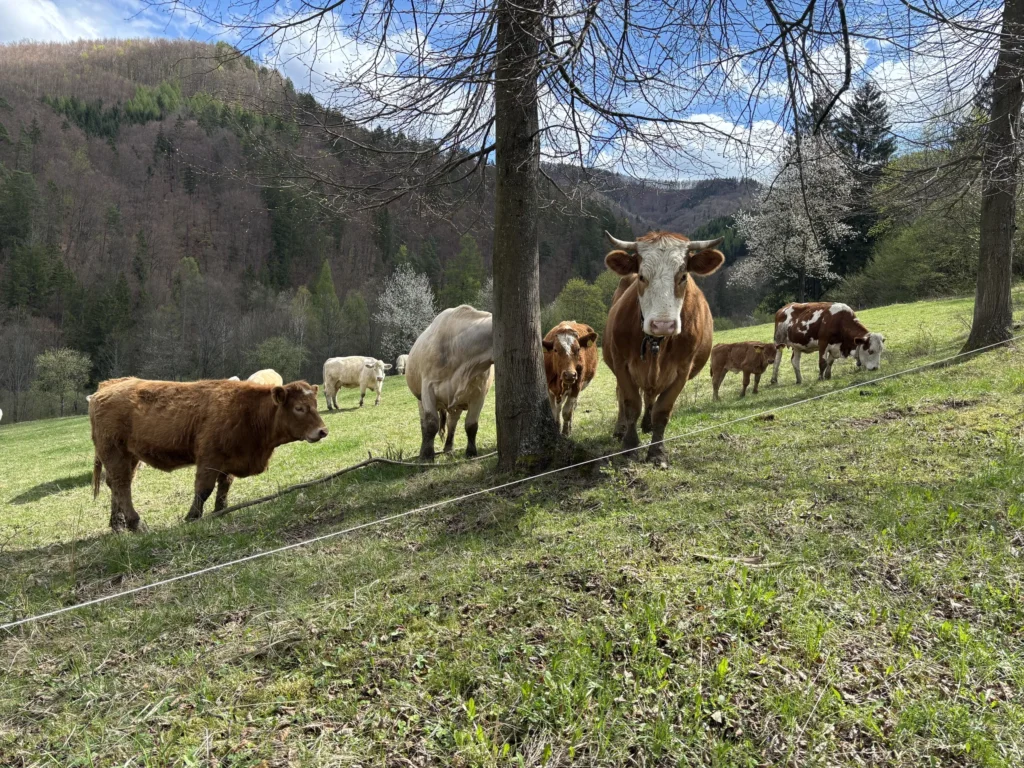 vila darinka cavoj kravy