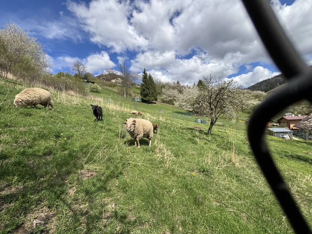 vila darinka cavoj ovcer